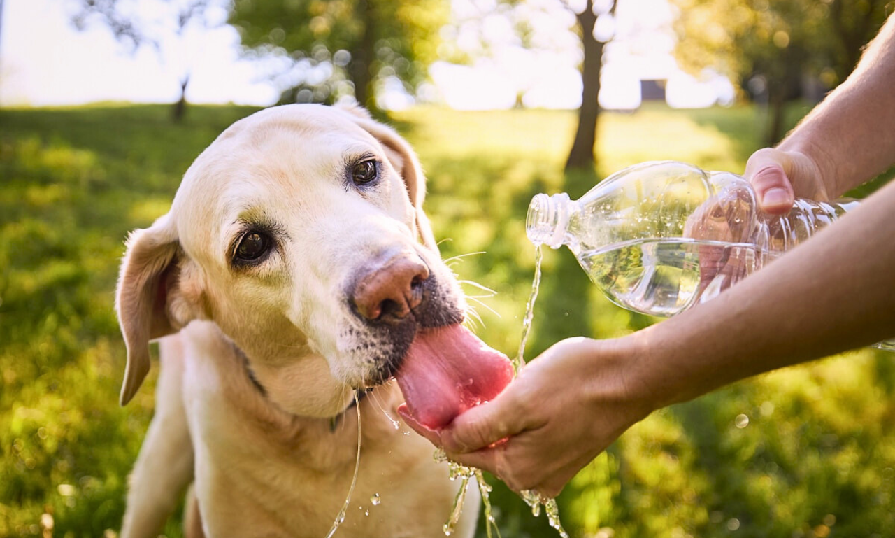 dog drinking water