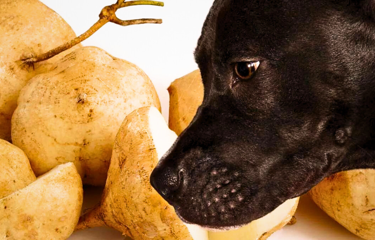 can dog eat jicama