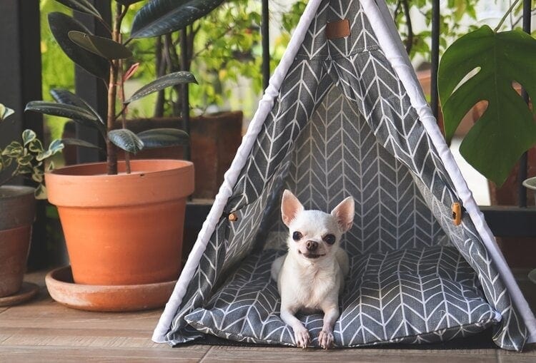 dog tents