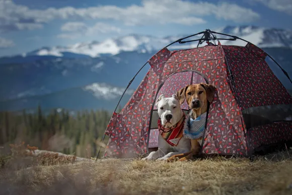 tent for a dog