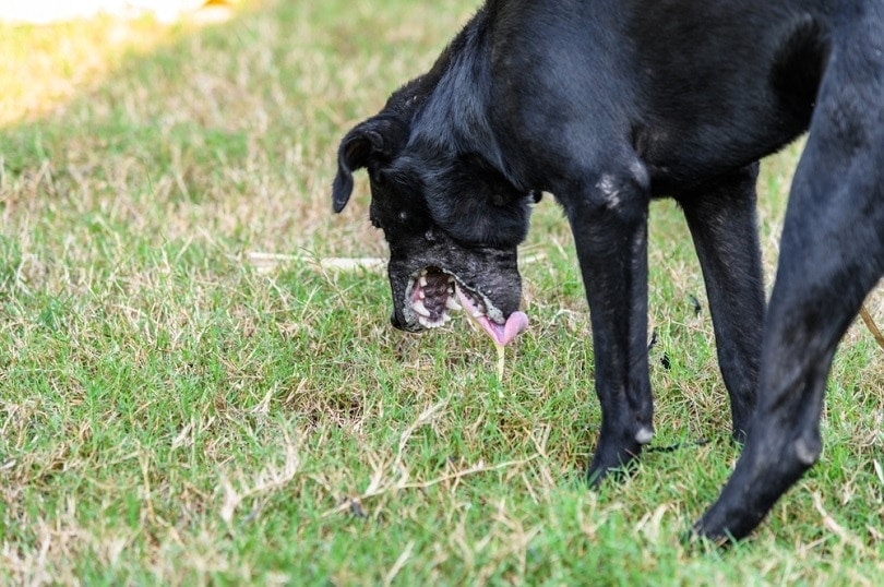 dog throwing up after drinking water