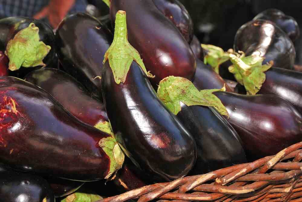 can dogs eat eggplant cooked