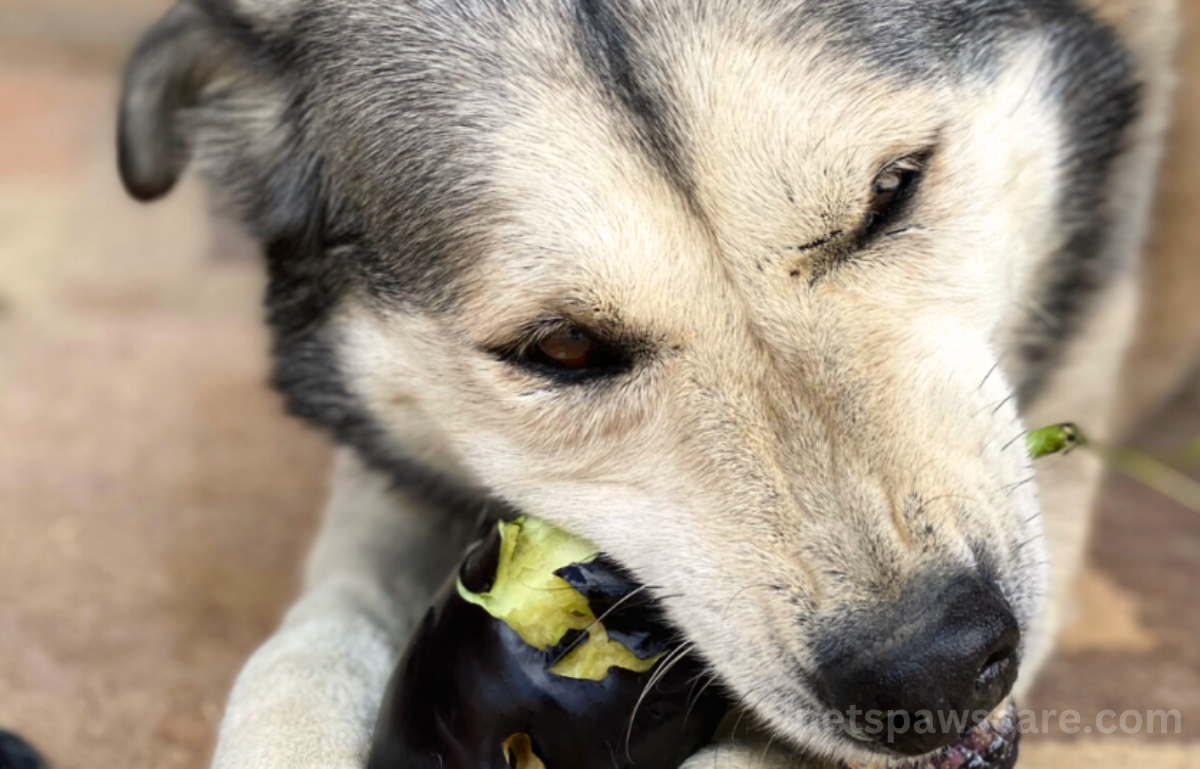 can a dog eat eggplant