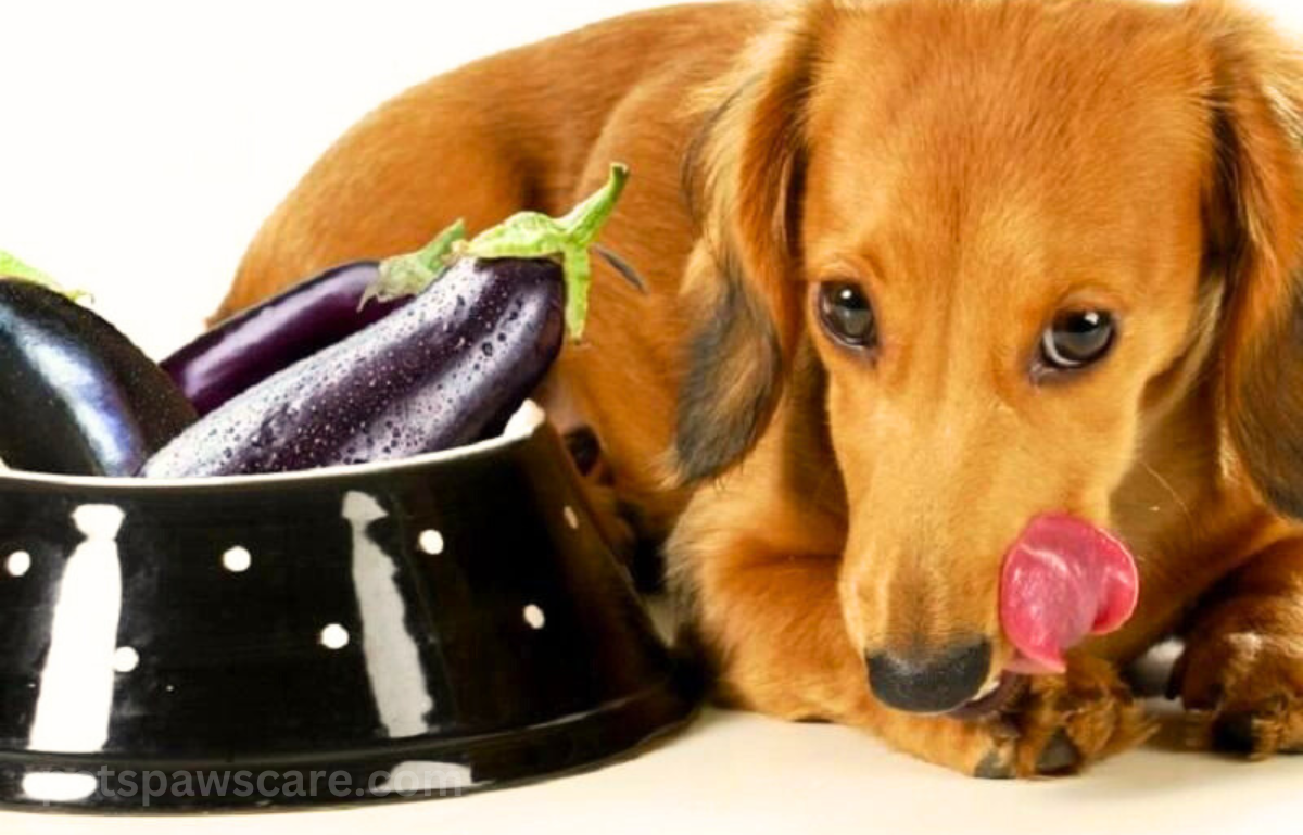  can dogs have eggplant