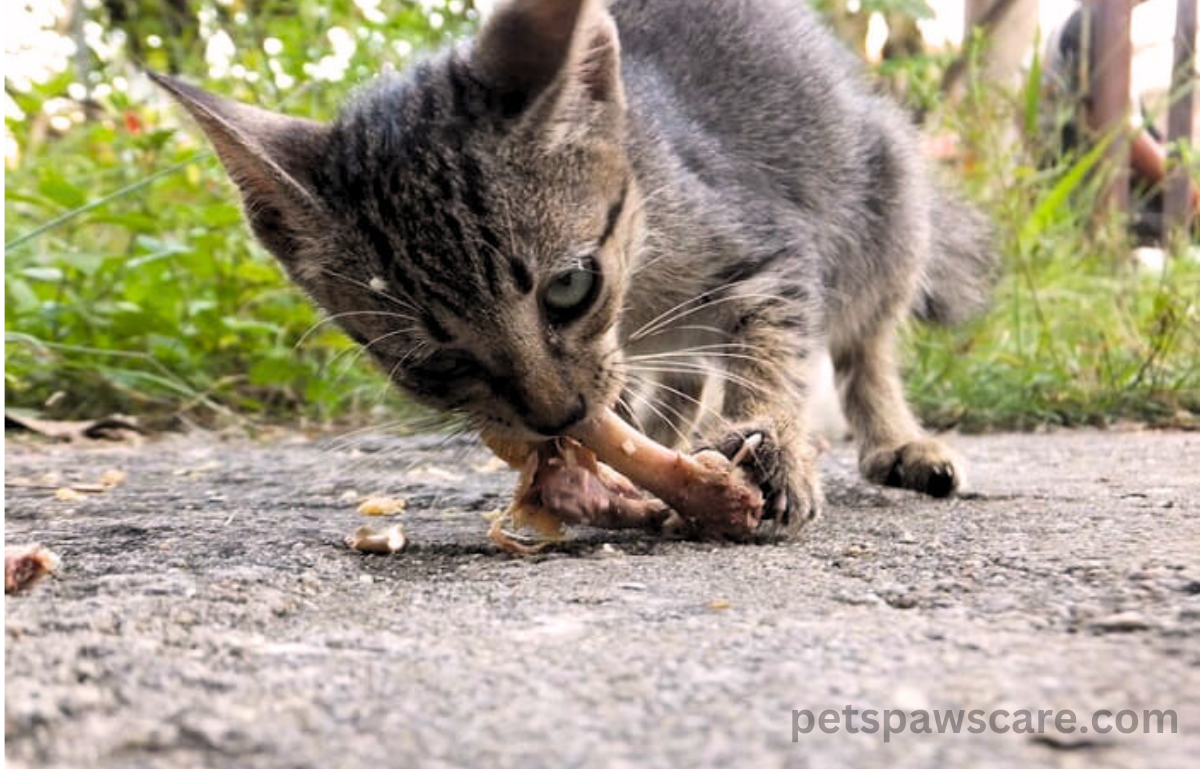 can a cat eat a chicken bone