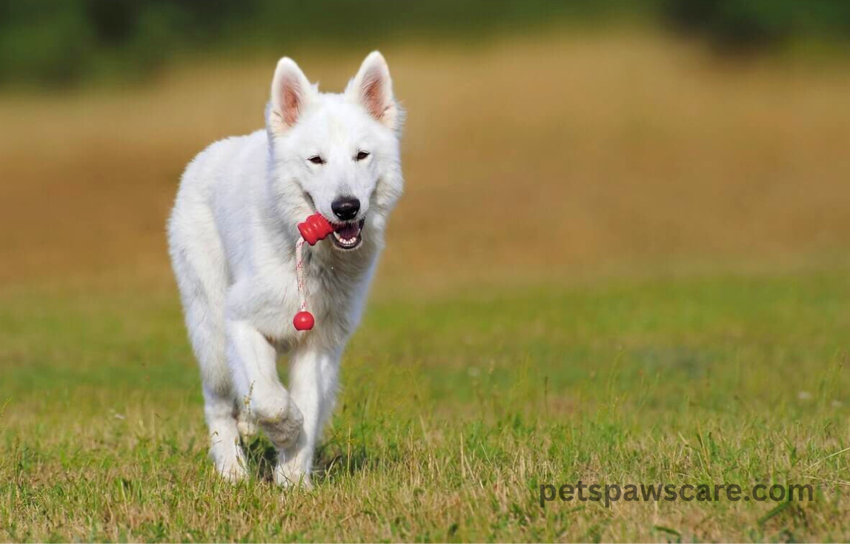 therapy dog training 