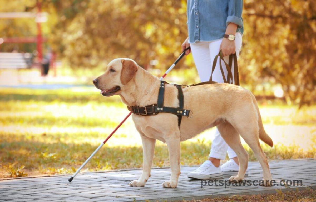 bubble theory dog training