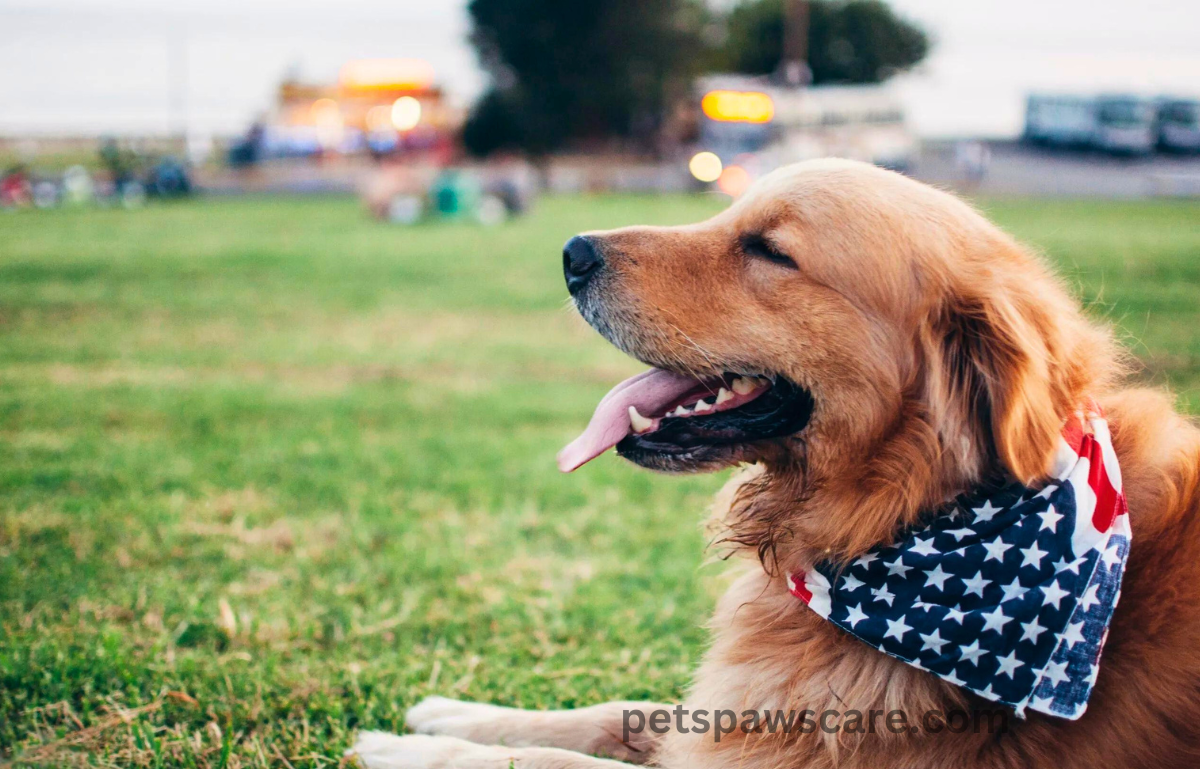 dog training hand signals