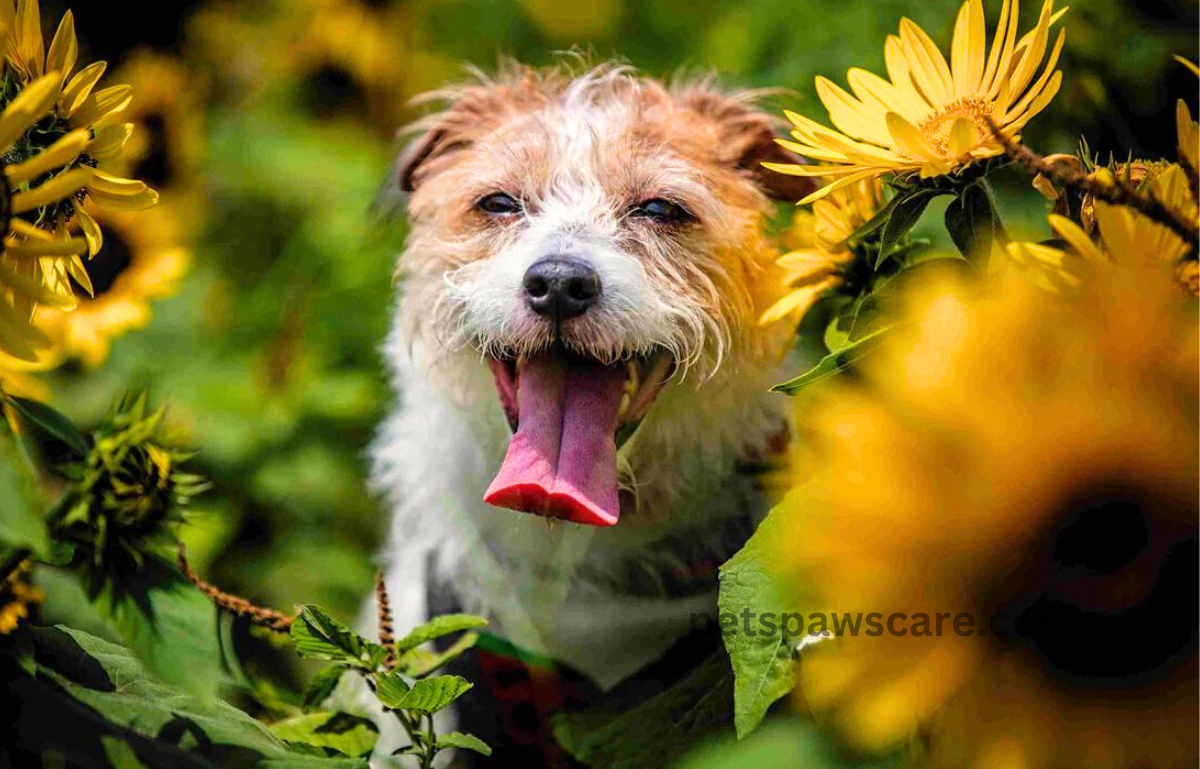 can dogs eat sunflower seed