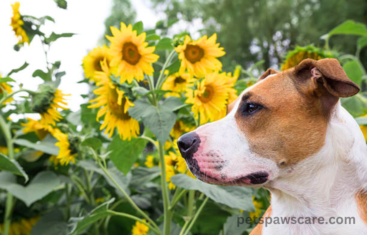 can dog eat sunflower seeds