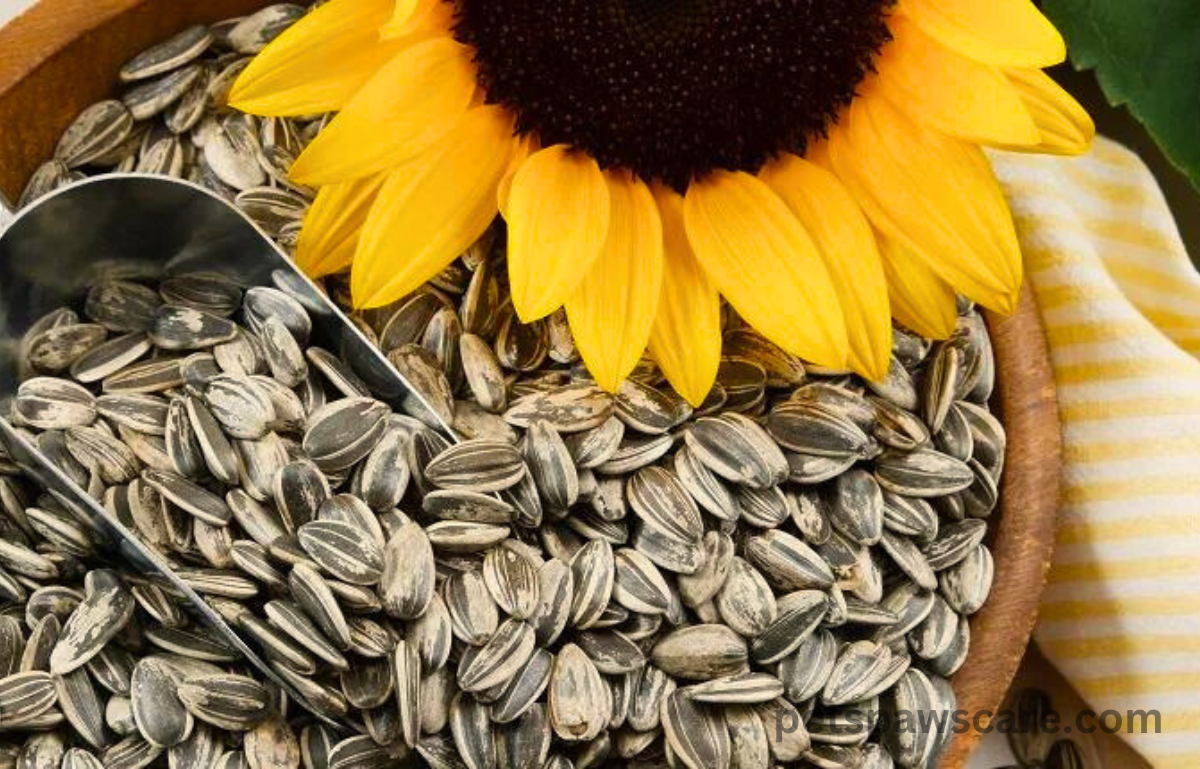 can dogs eat sunflower seeds with shells