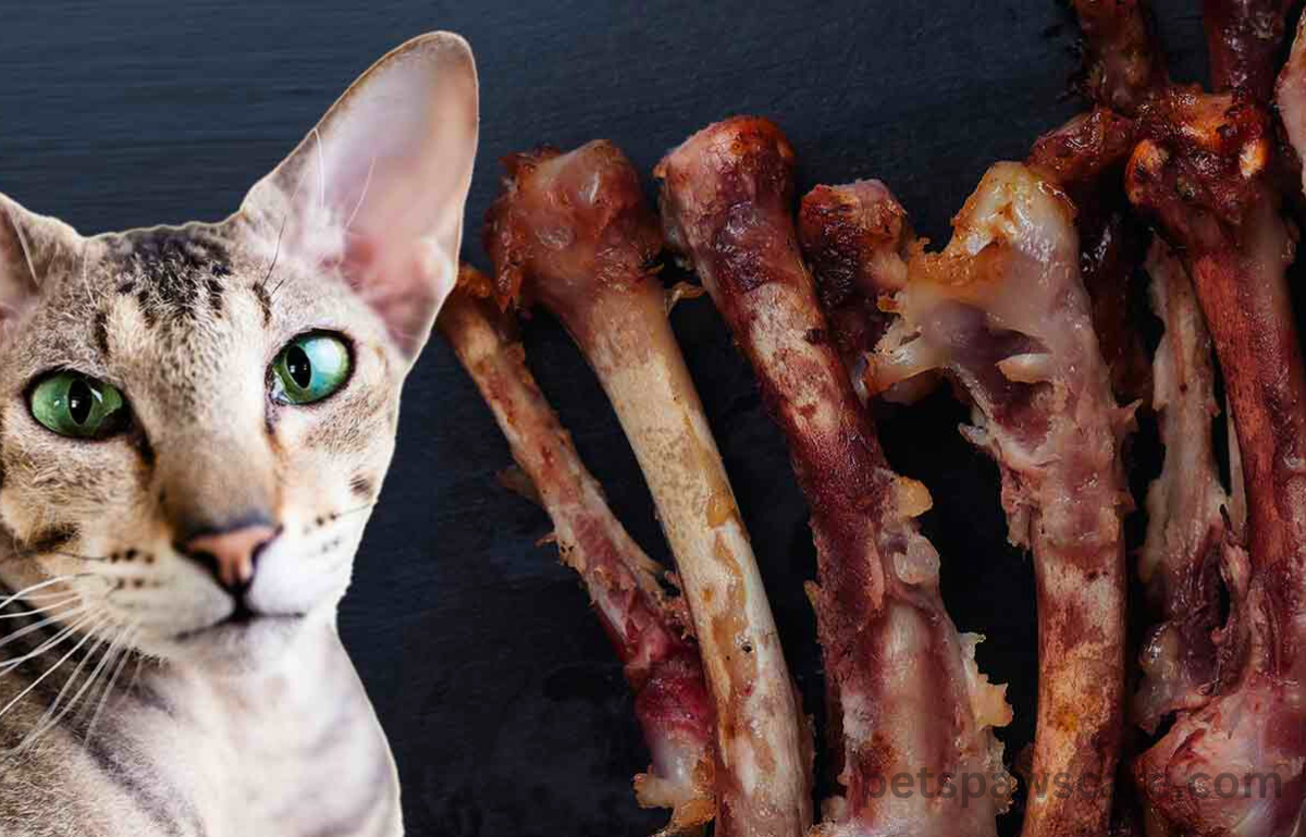 can cats eat bones