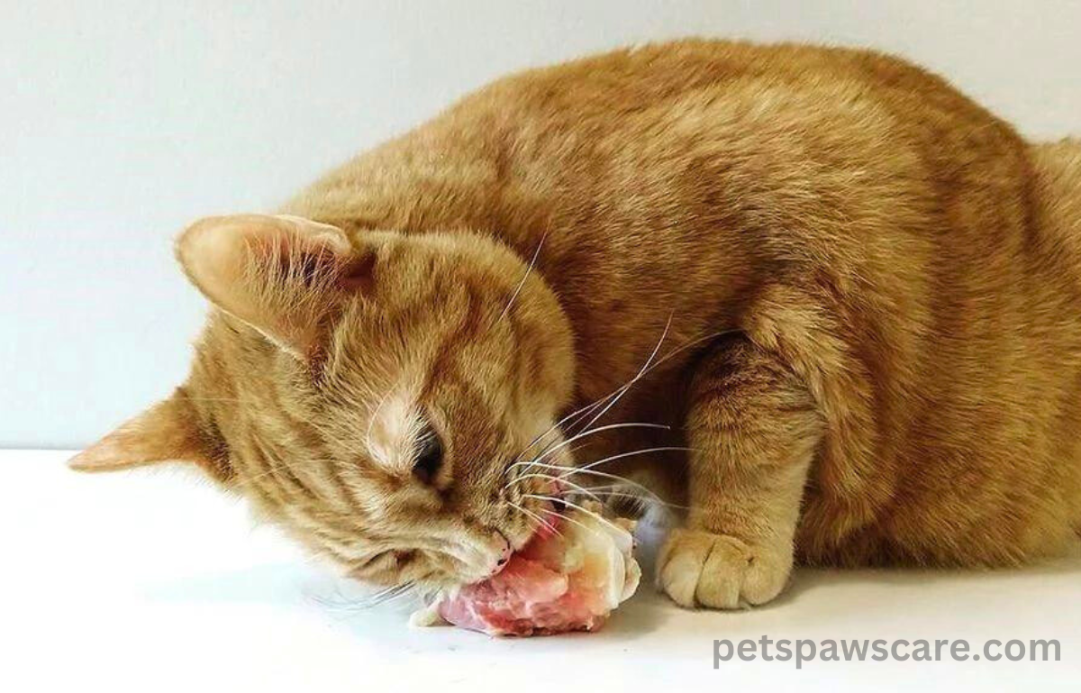 can cats eat cooked chicken