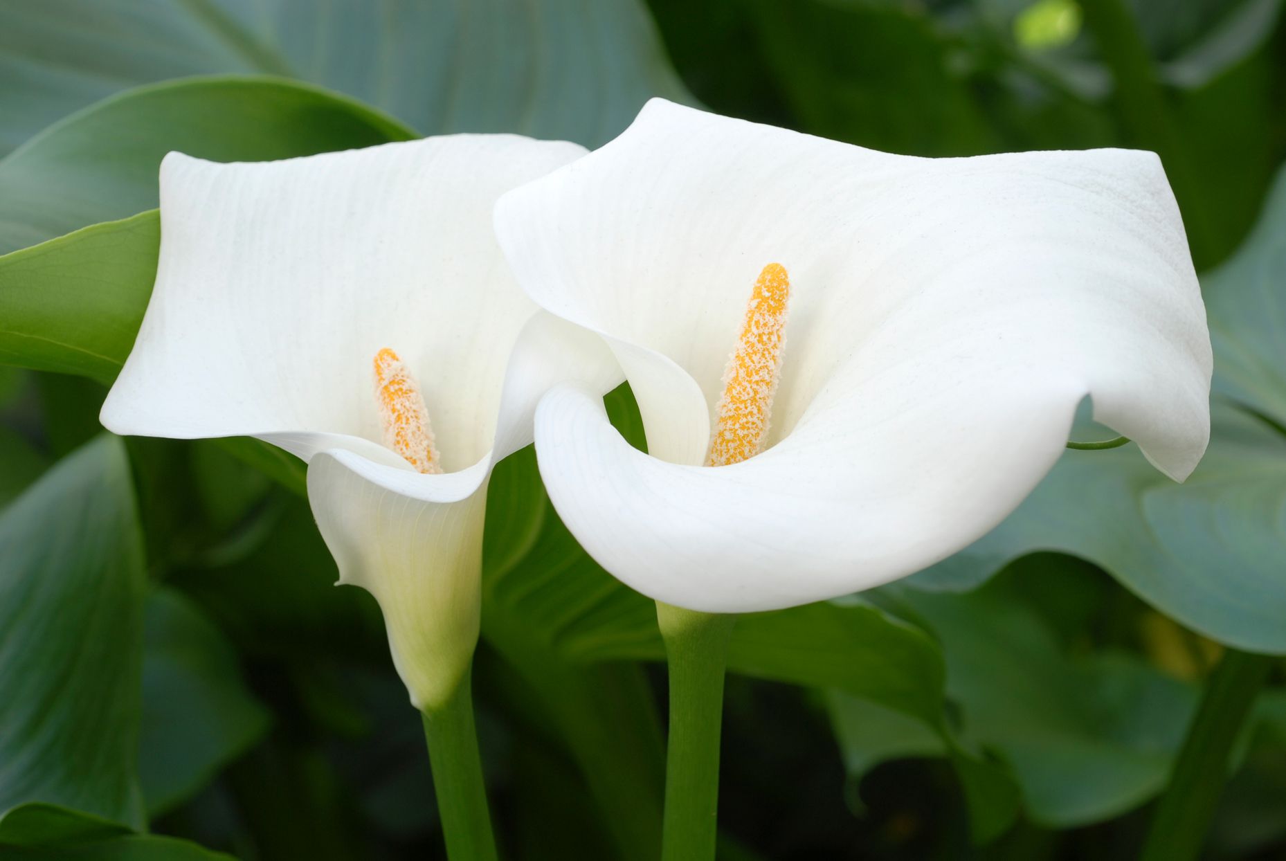 Calla lilies