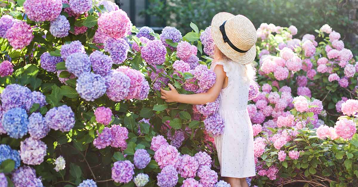 hydrangea tree