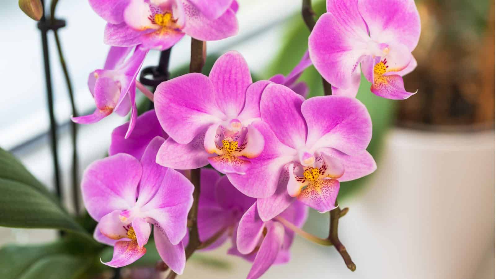 are orchids poisonous to cats