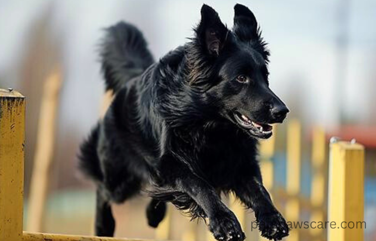 black and silver german shepherd puppies