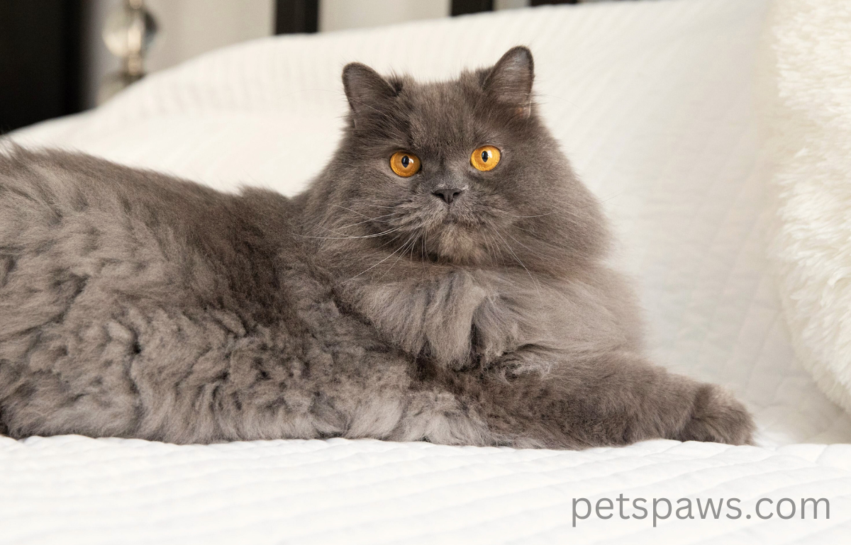 gray persian cat