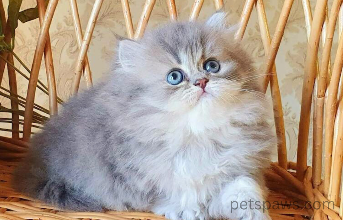 blue golden persian