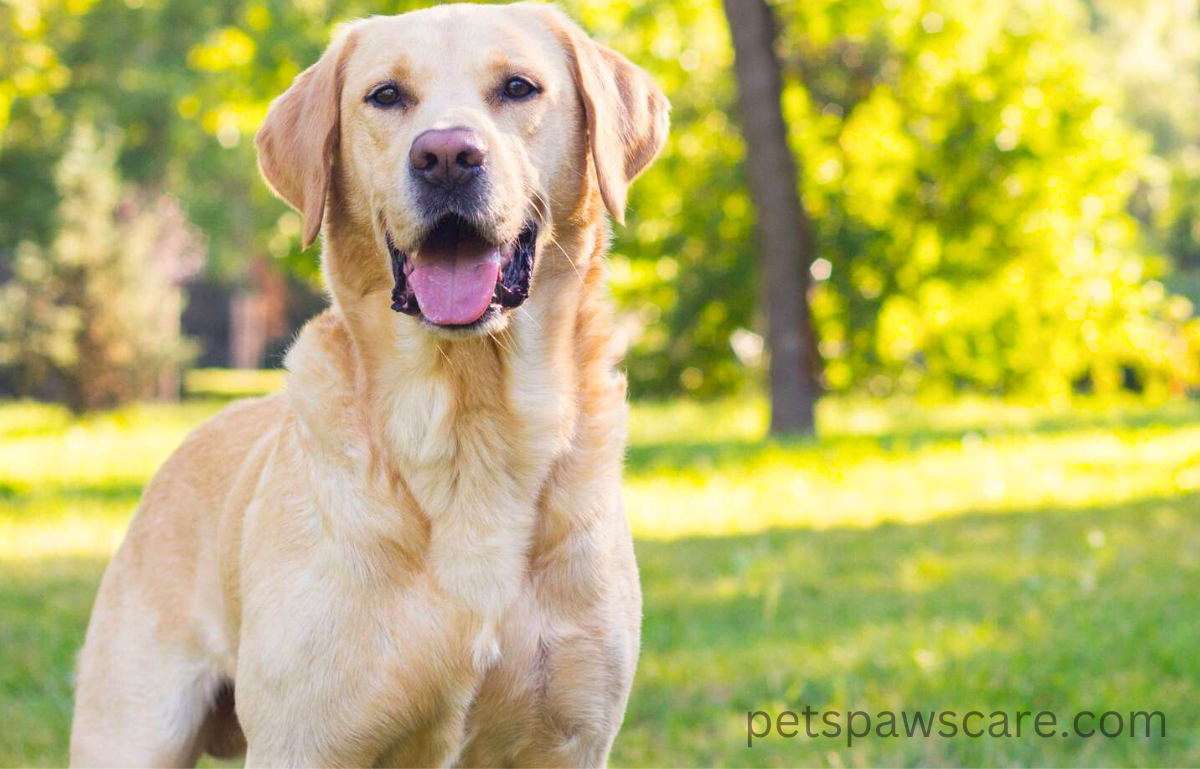 easiest dog breeds to train