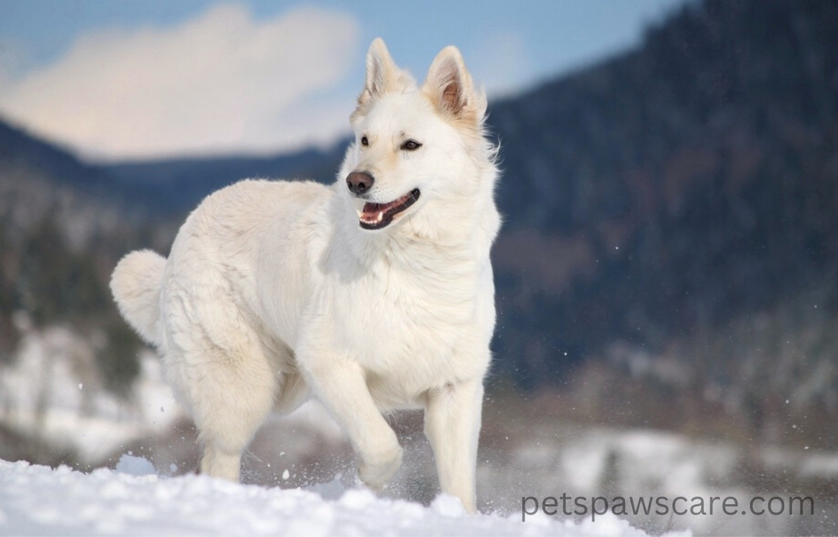 korean dog breeds