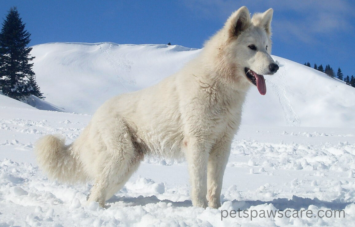 black and brown dog breeds