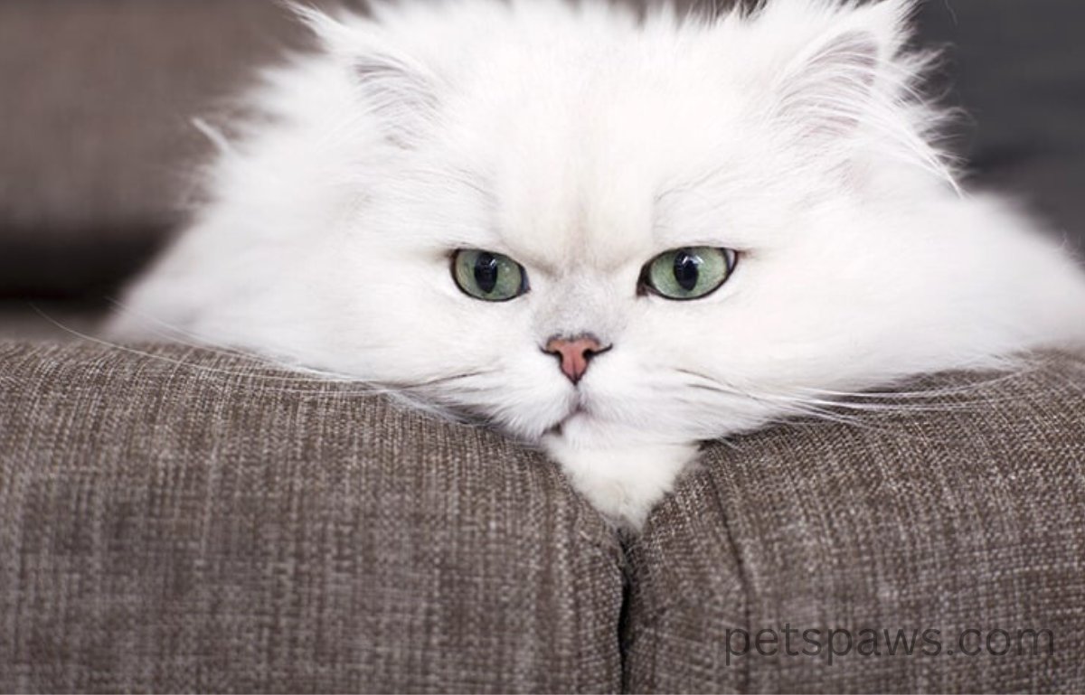 cute cat persian