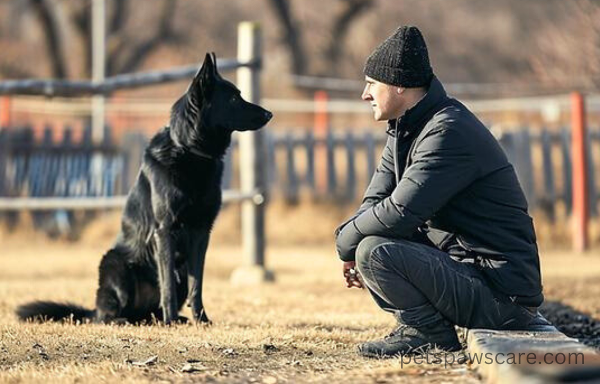 black sable german shepherd puppies 