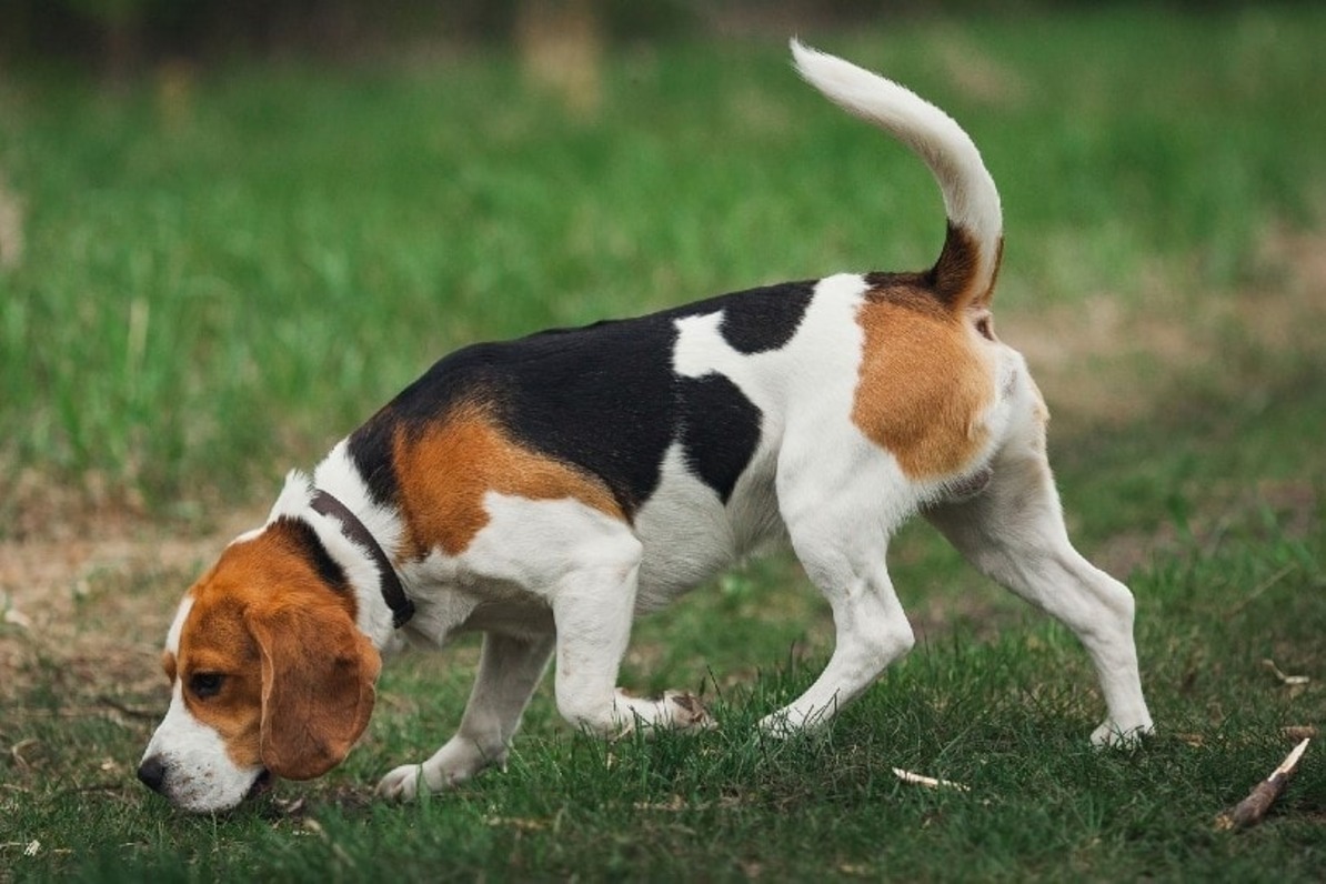 how smart are beagles