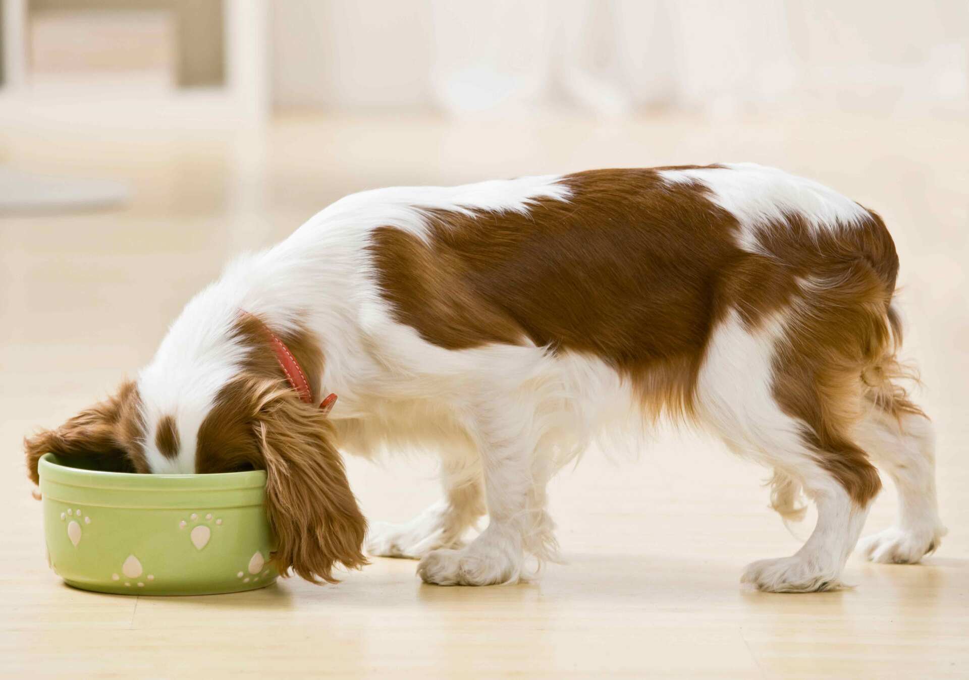 dog doesn't chew food just swallows