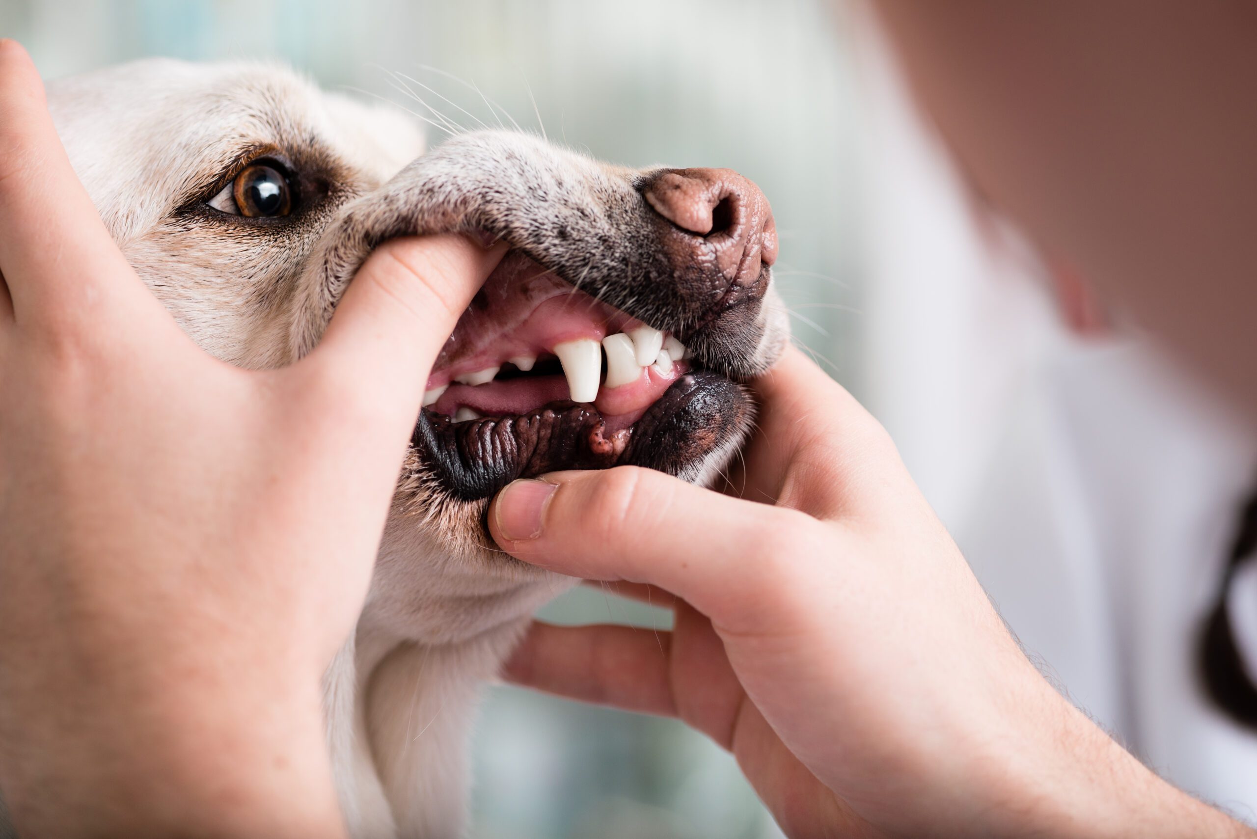 home remedies for dog broken tooth