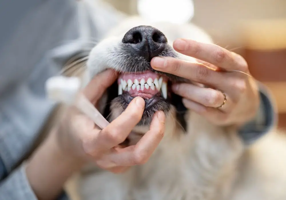 why does my dog grind his teeth after yawning