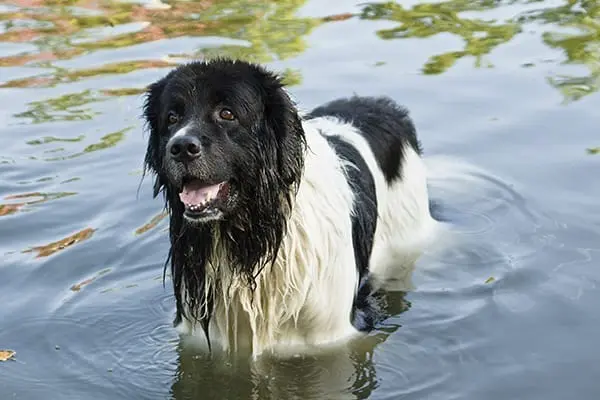 dog breeder in spanish