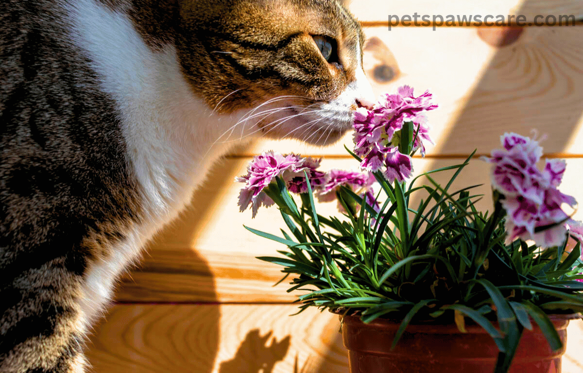 are carnations safe for cats