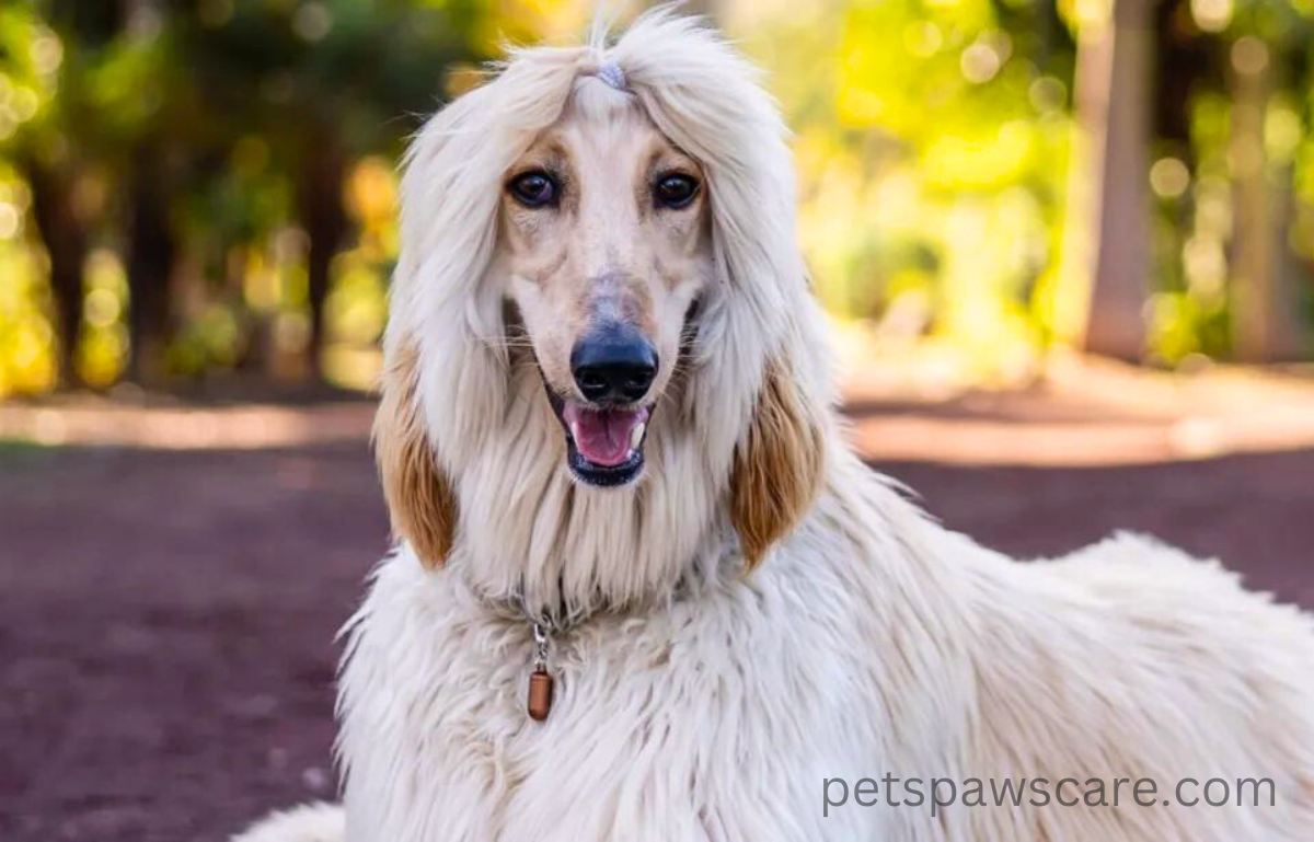 turkish dog breeds