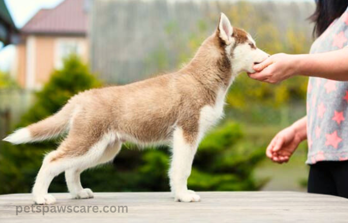 whistle training for dogs