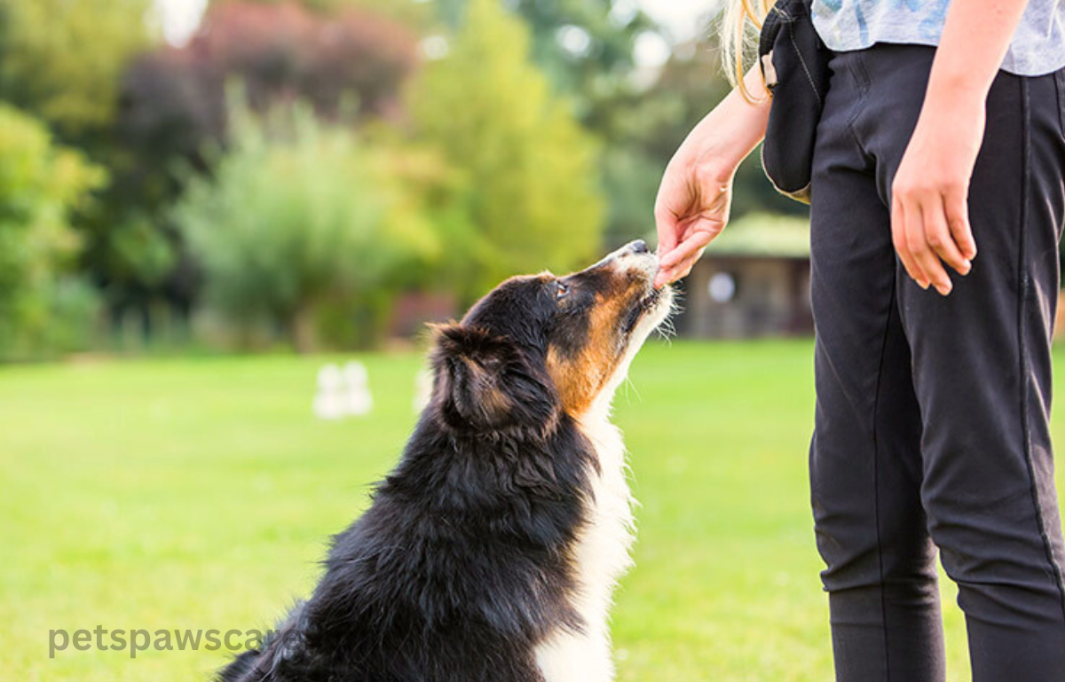 private dog training