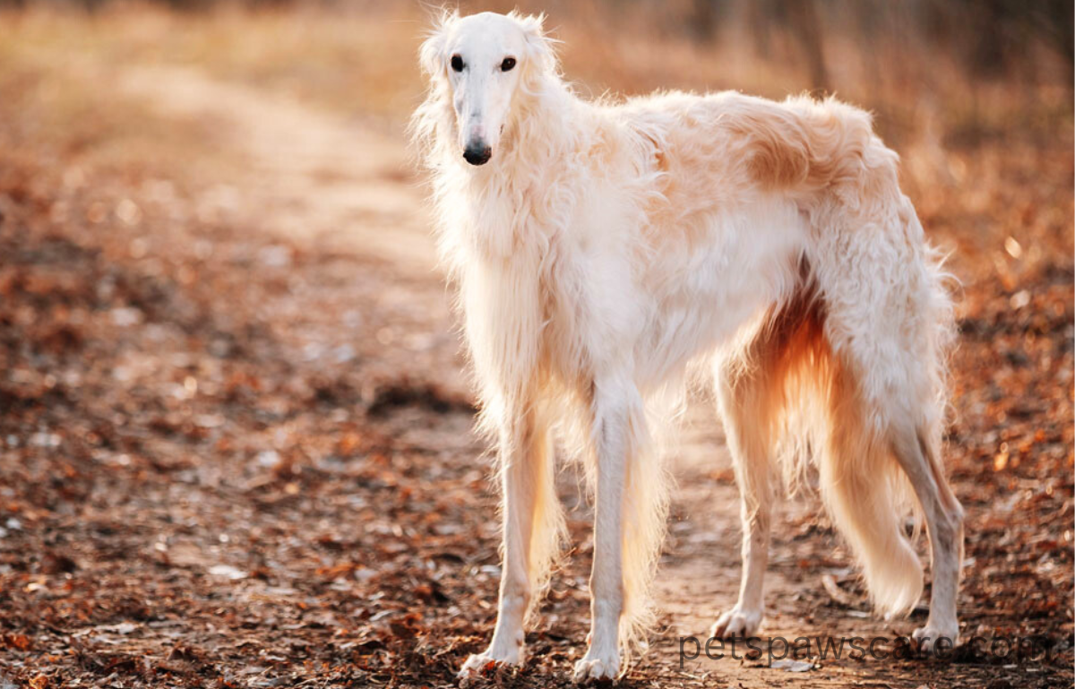 big white fluffy dog breeds