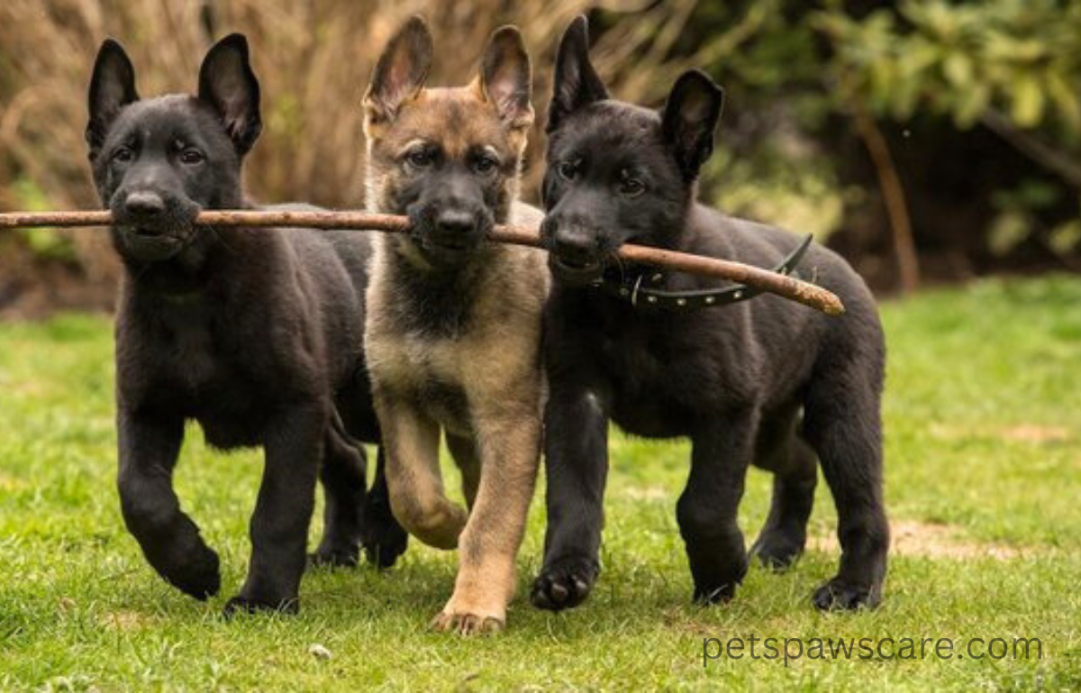 german shepherd black puppy 