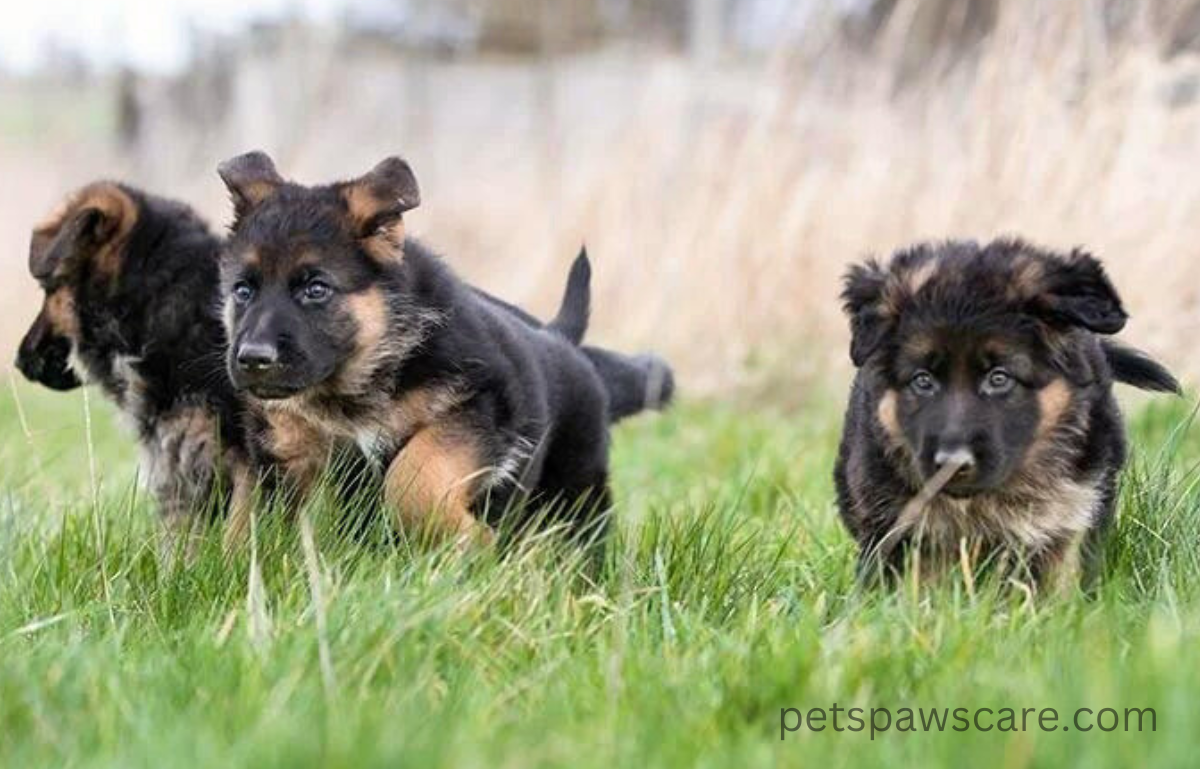black german shepherd pups