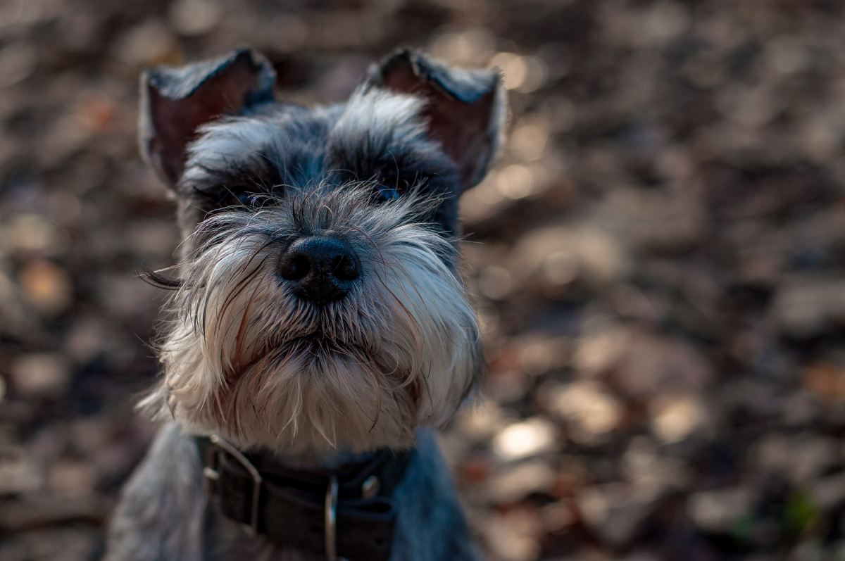 moores miniature schnauzers