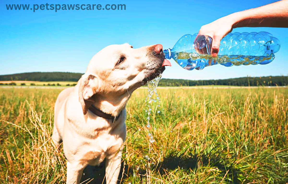 can dogs have gatorade 