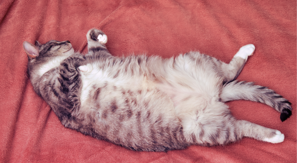 do cats have a belly button