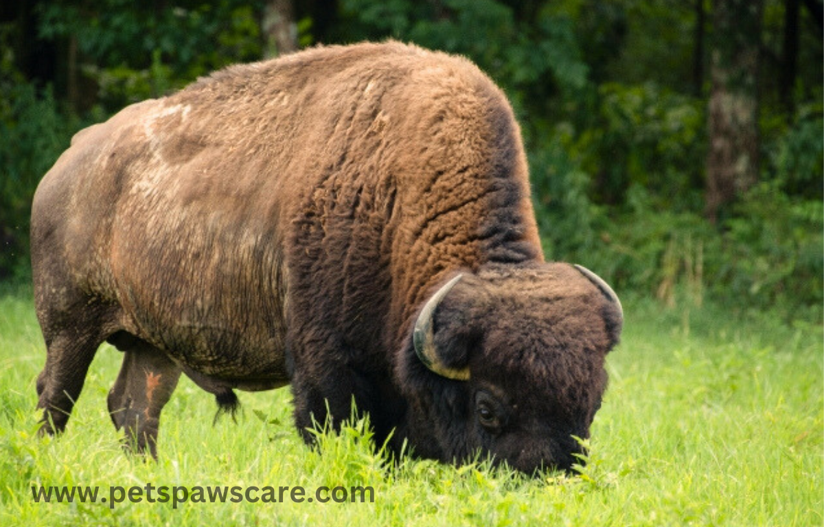 Bison eating grass