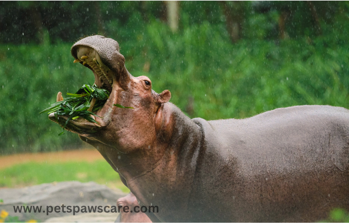 Hippopotamus eating grass