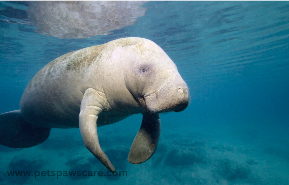 MANATEES eating grass