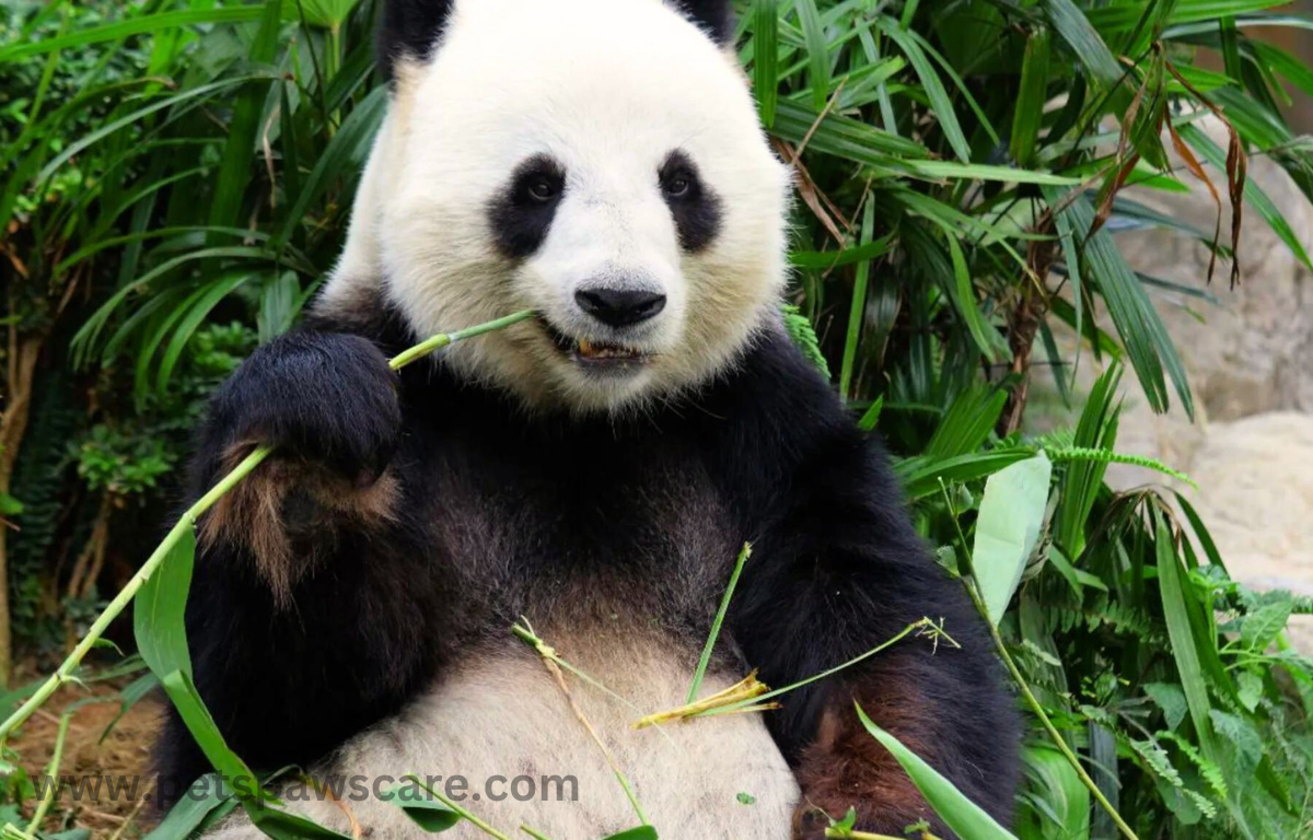 pandas eating grass
