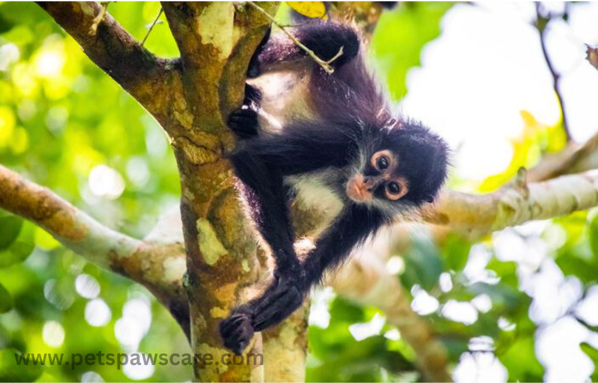 monkey eating grass
