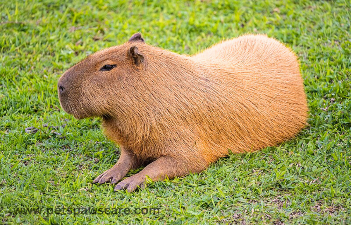 grass animals
