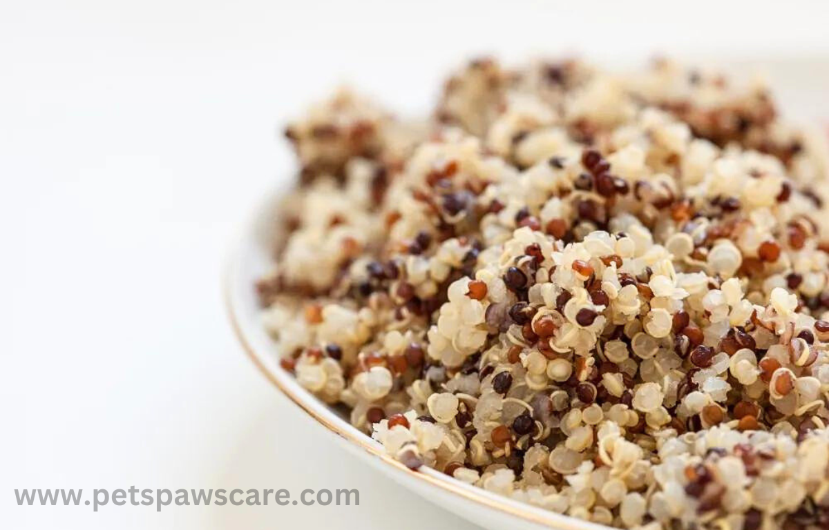 quinoa safe for dogs 